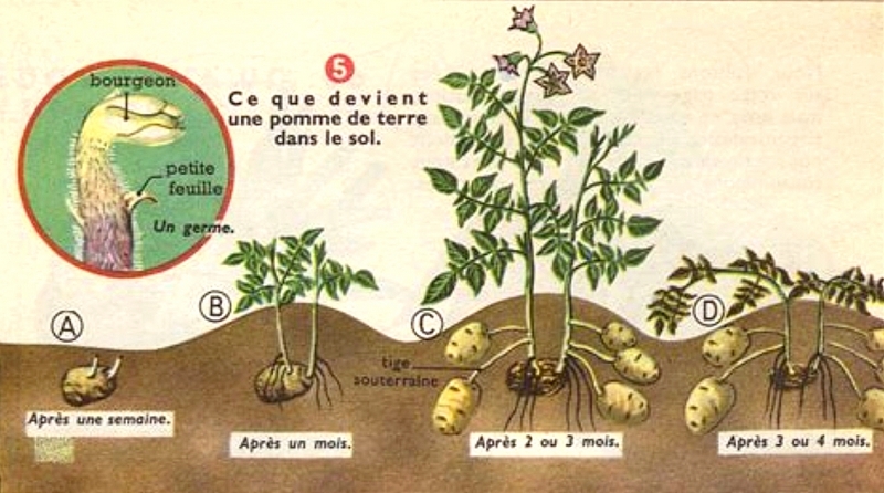 La pomme de terre Image La pomme de terre